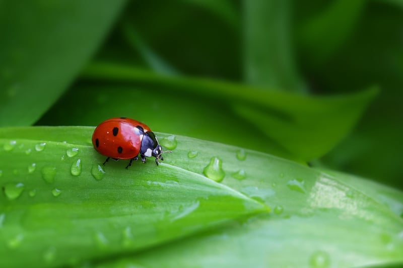Ladybug on a leaf